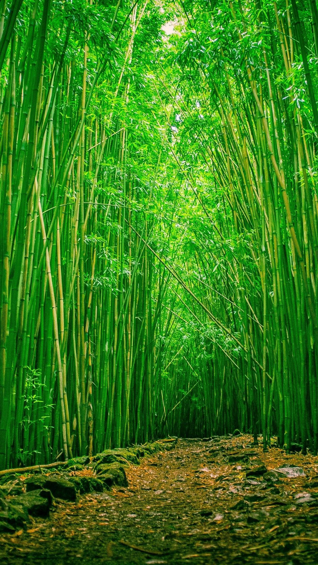 Green Bamboo Plantation Iphone Background
