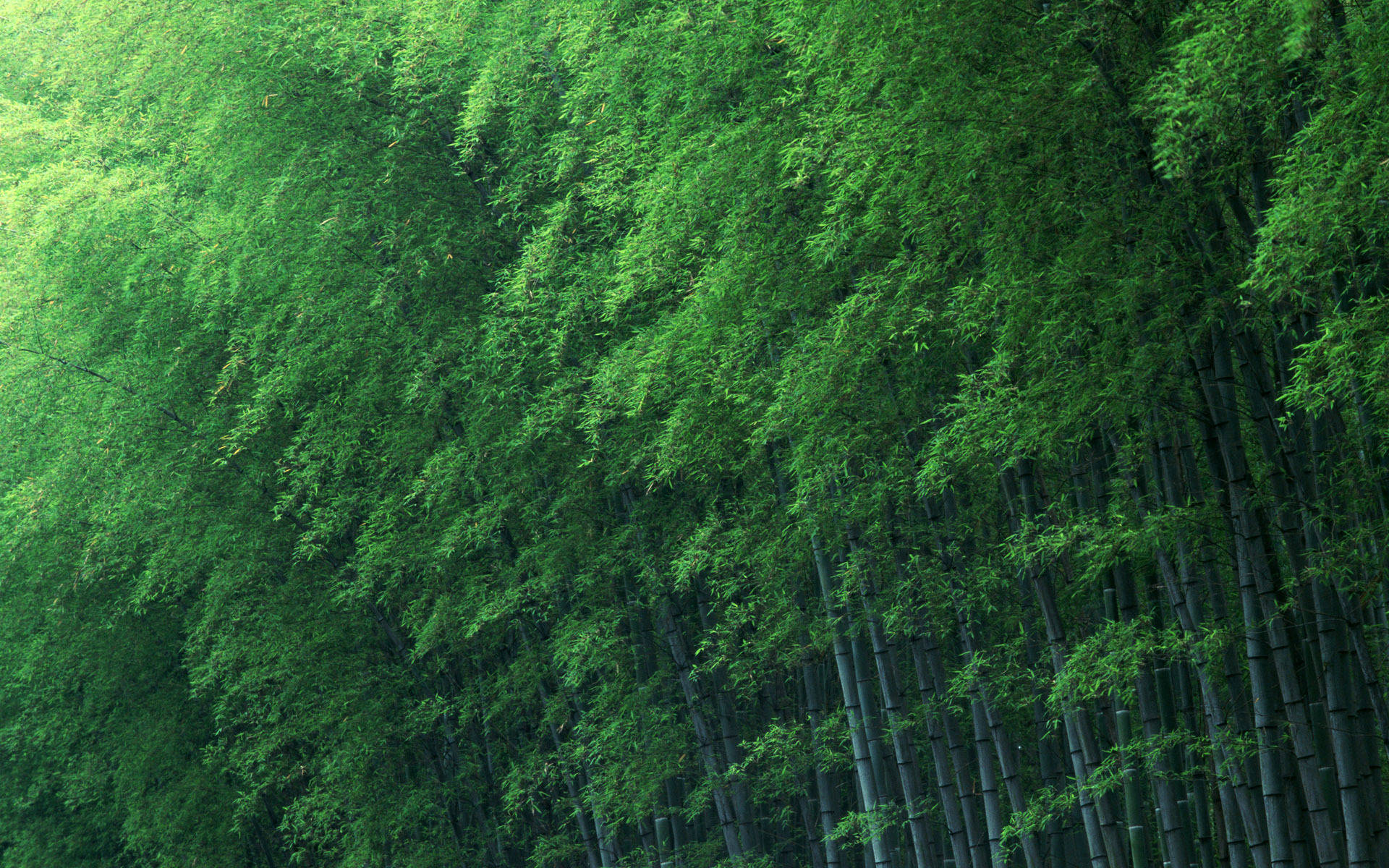 Green Bamboo Plants Background