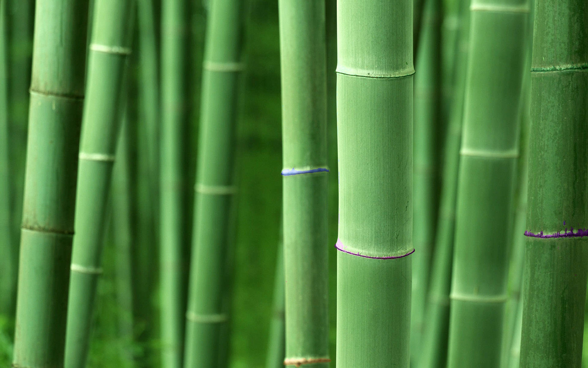 Green Bamboo Poles Background
