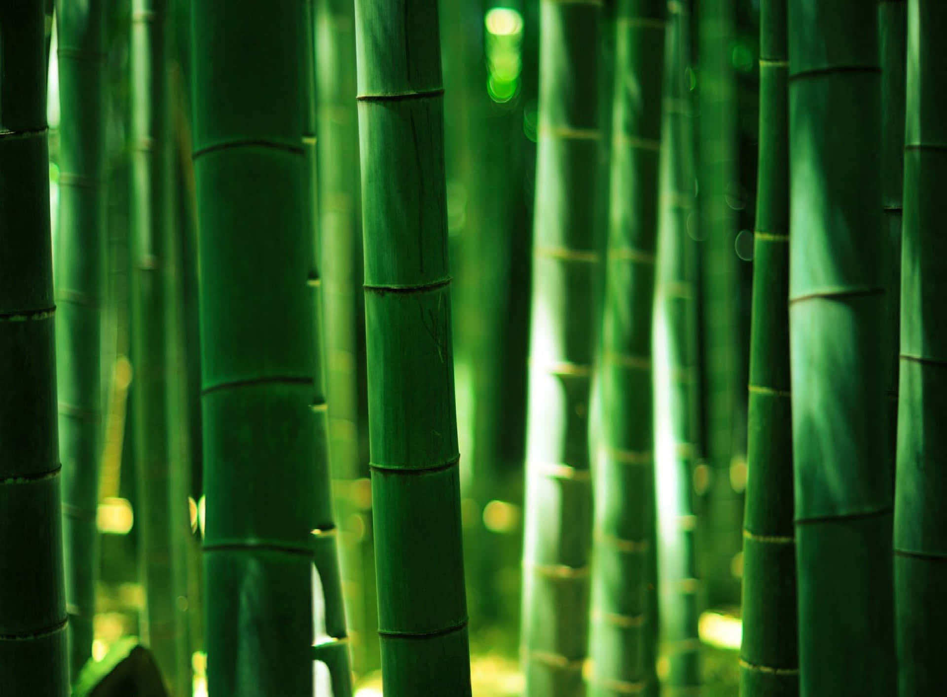 Green Bamboo Sheaths Background