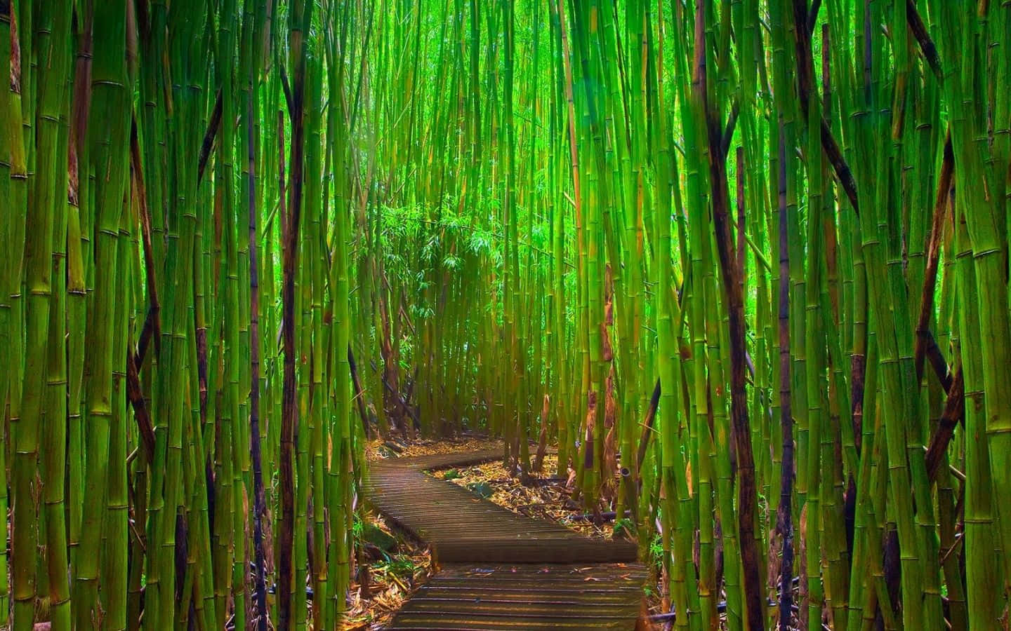 Green Bamboo Stalks Line A Pristine Path Background