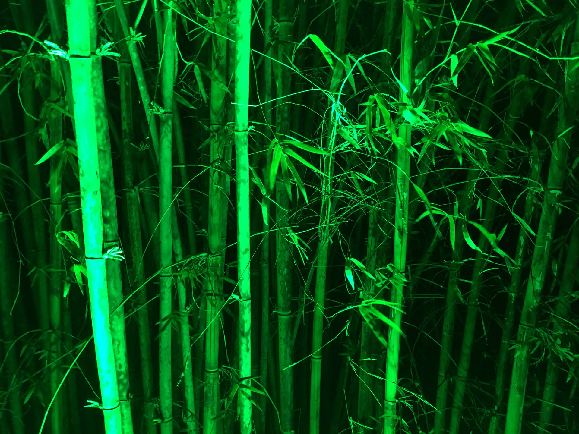 Green Bamboo Stems Background