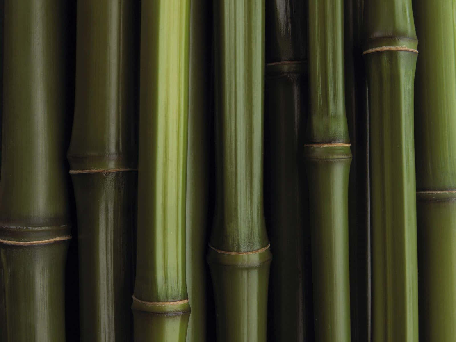 Green Bamboo Sticks Against A Vibrant Red Background