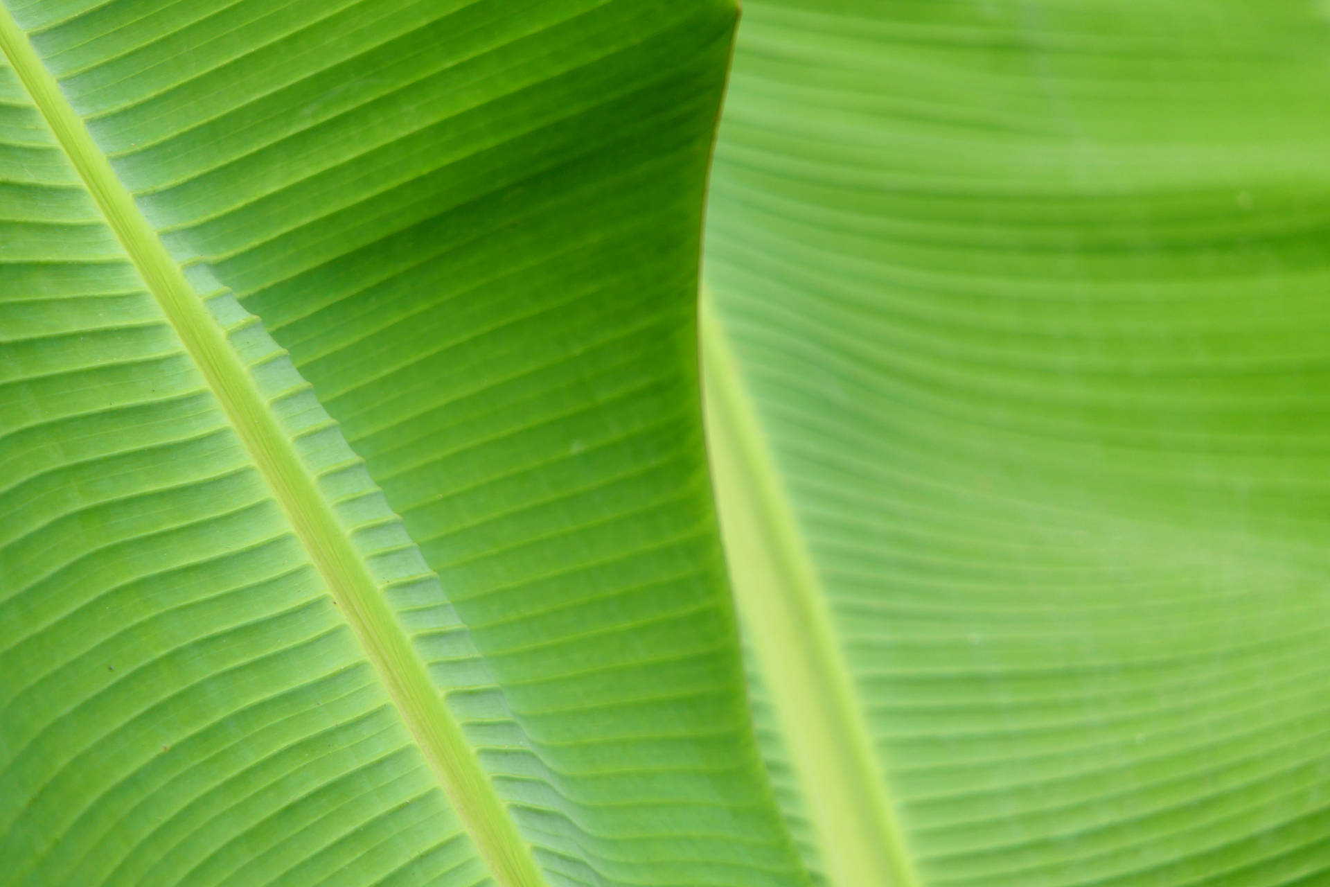 Green Banana Leaf Close-up Background