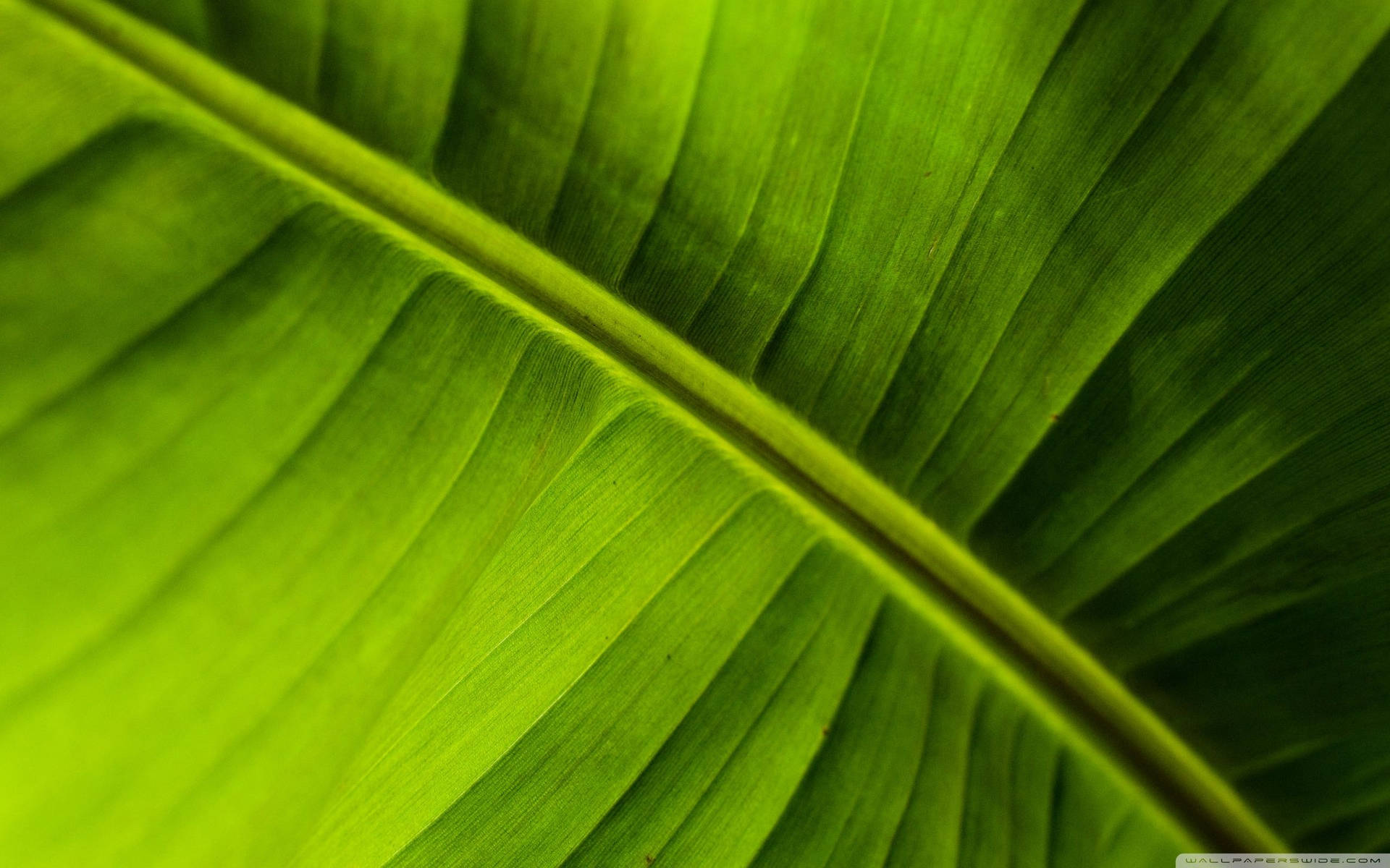 Green Banana Leaf Micro Shot Background