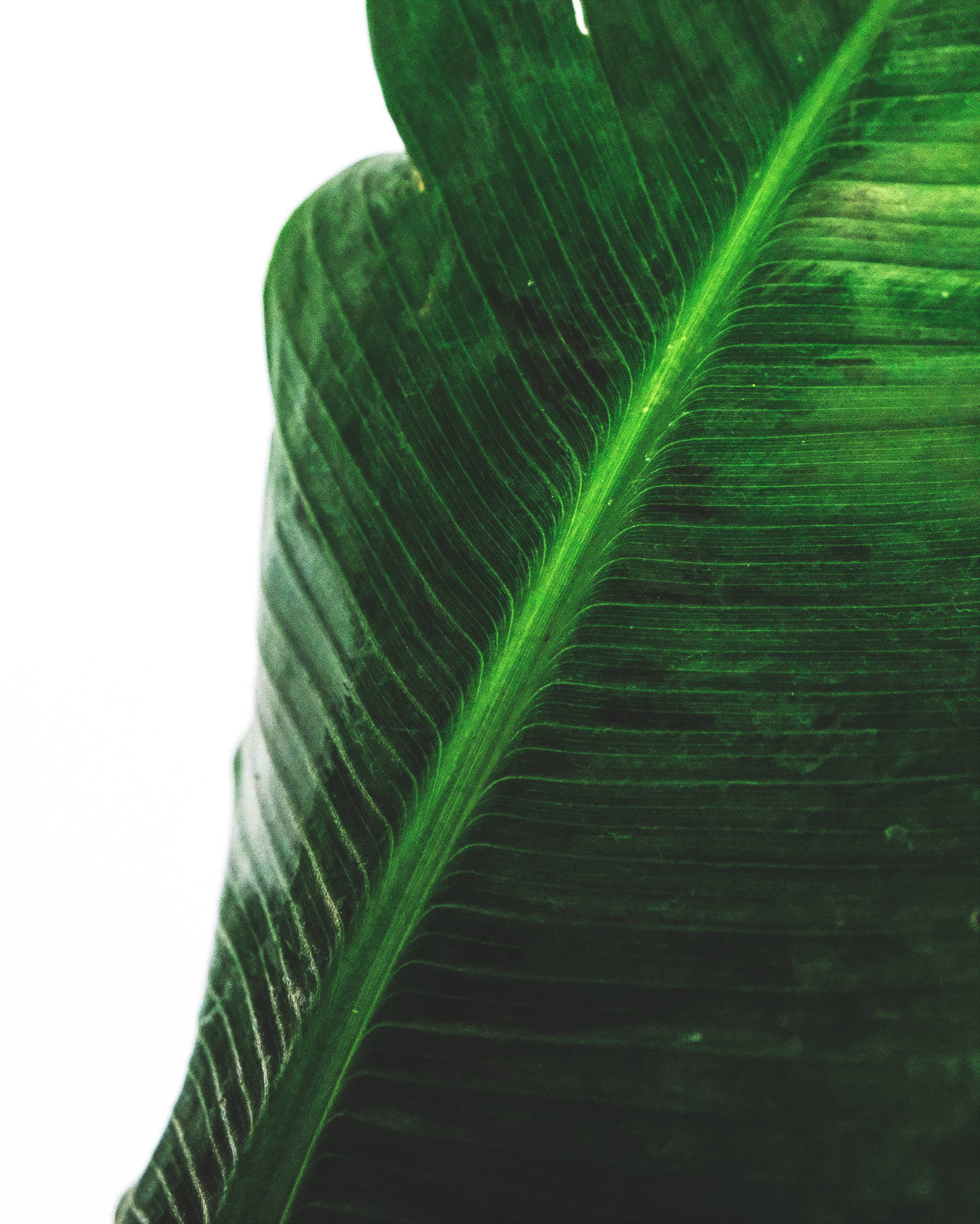 Green Banana Leaf Photography Background