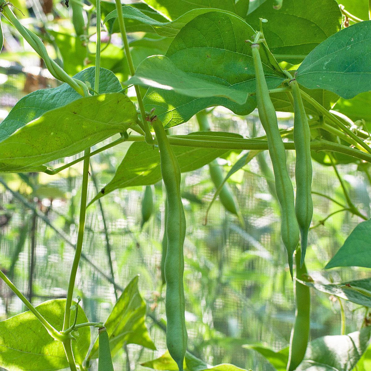 Green Beans Bush Plant Background