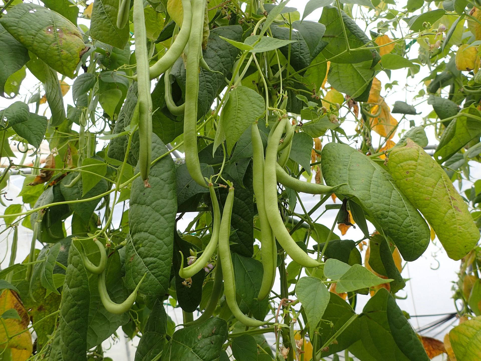 Green Beans Bush Plant