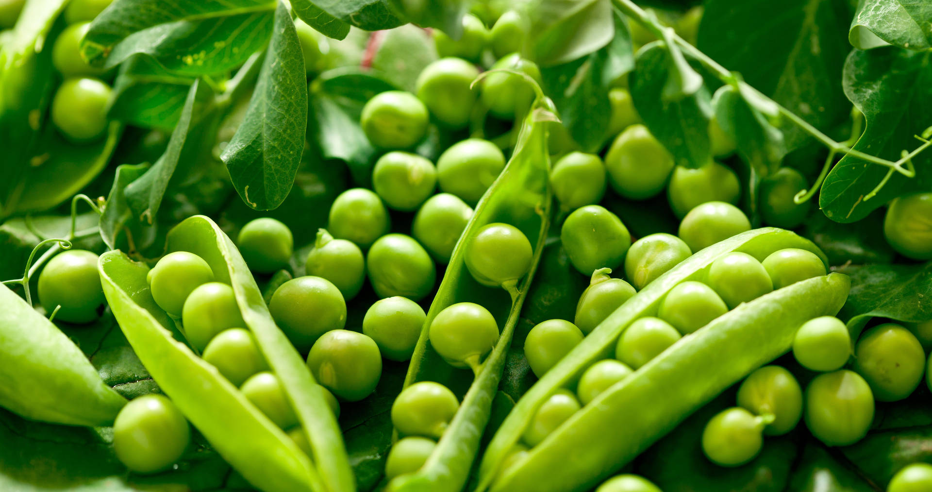 Green Beans Newborn Pods Background