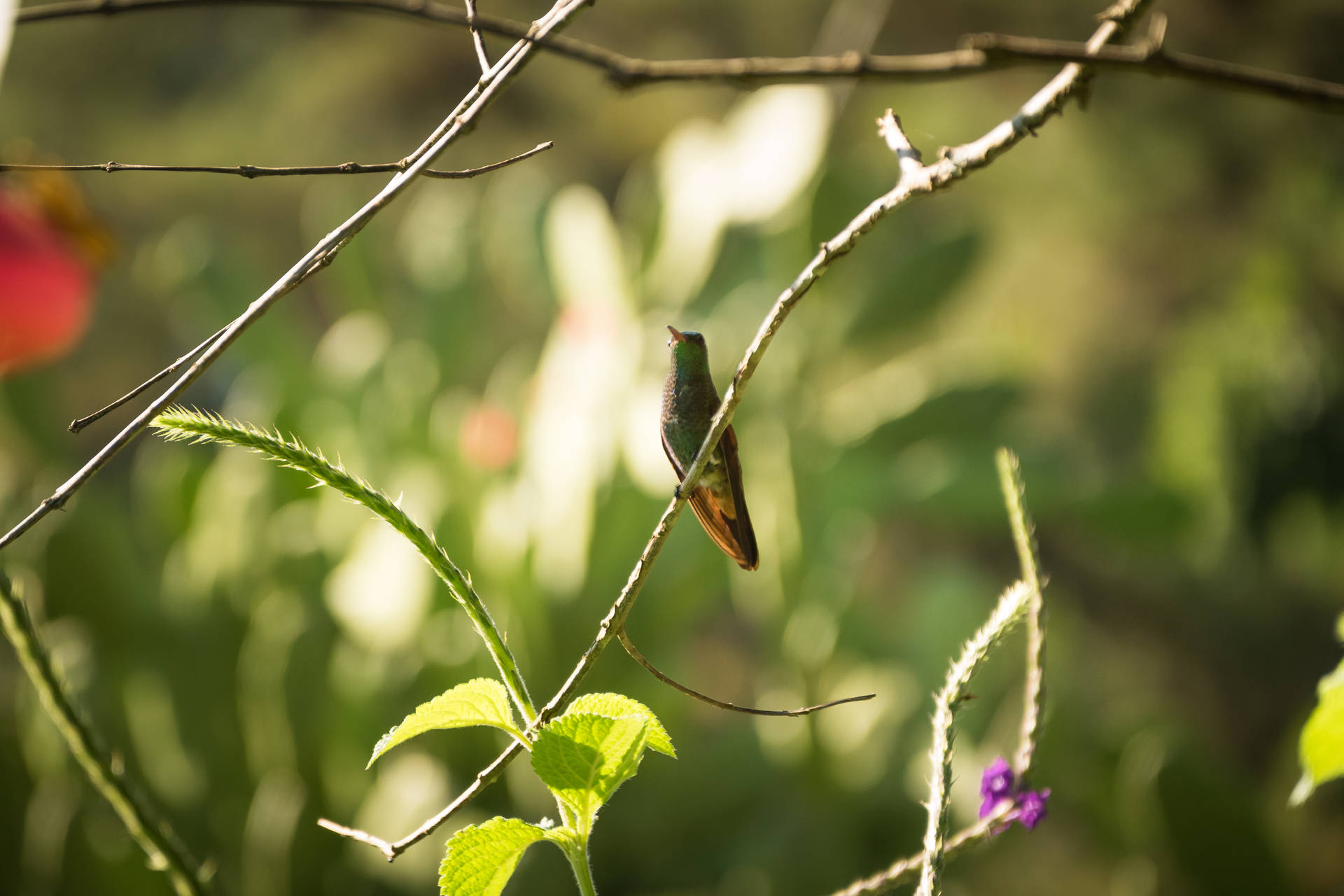 Green Bird In Honduras Background