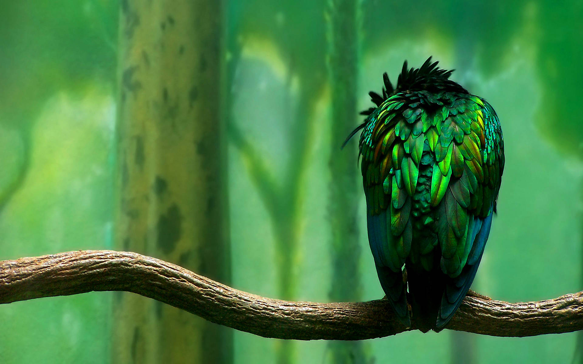 Green Bird On A Branch Background