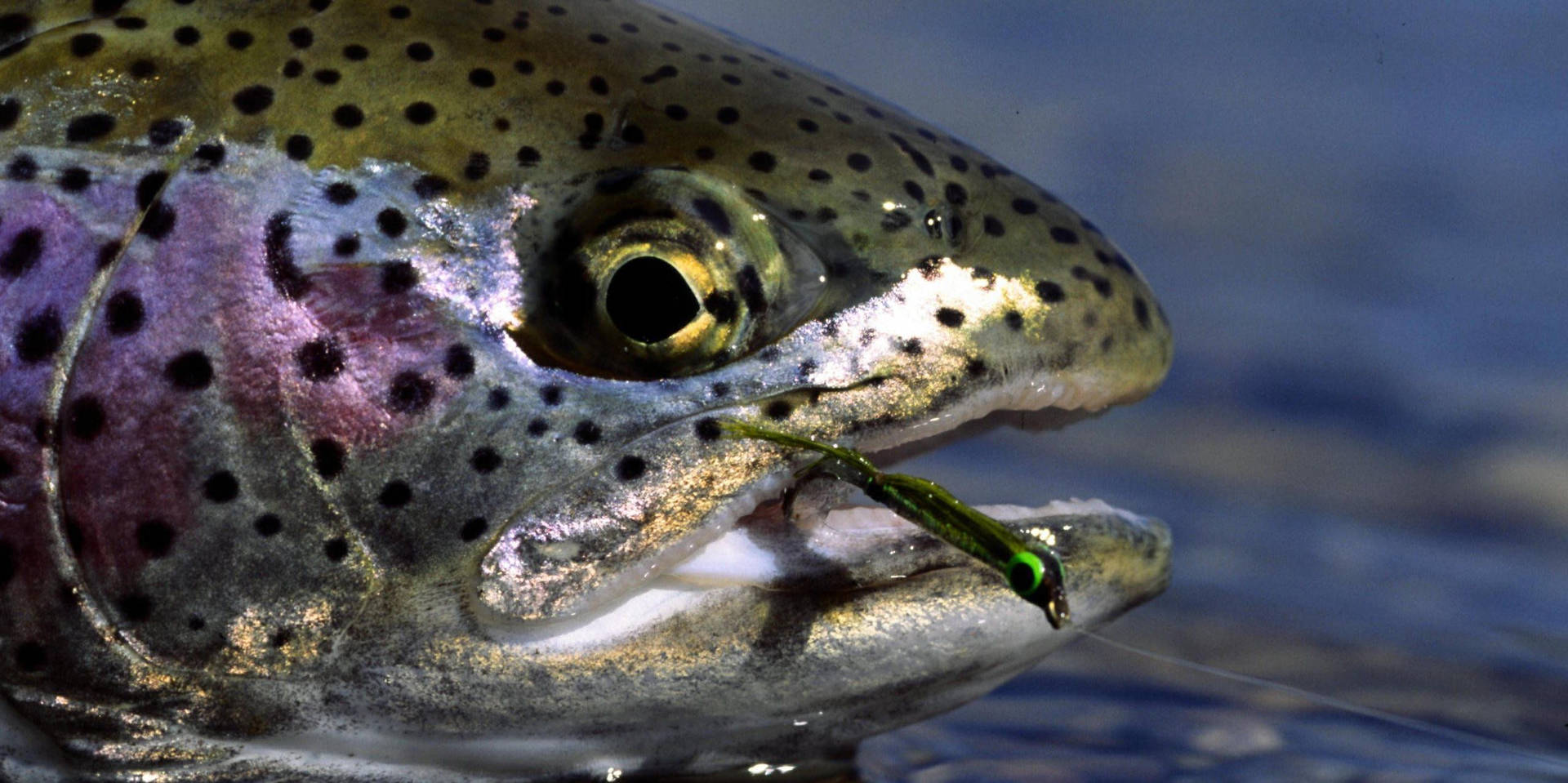 Green Black Trout