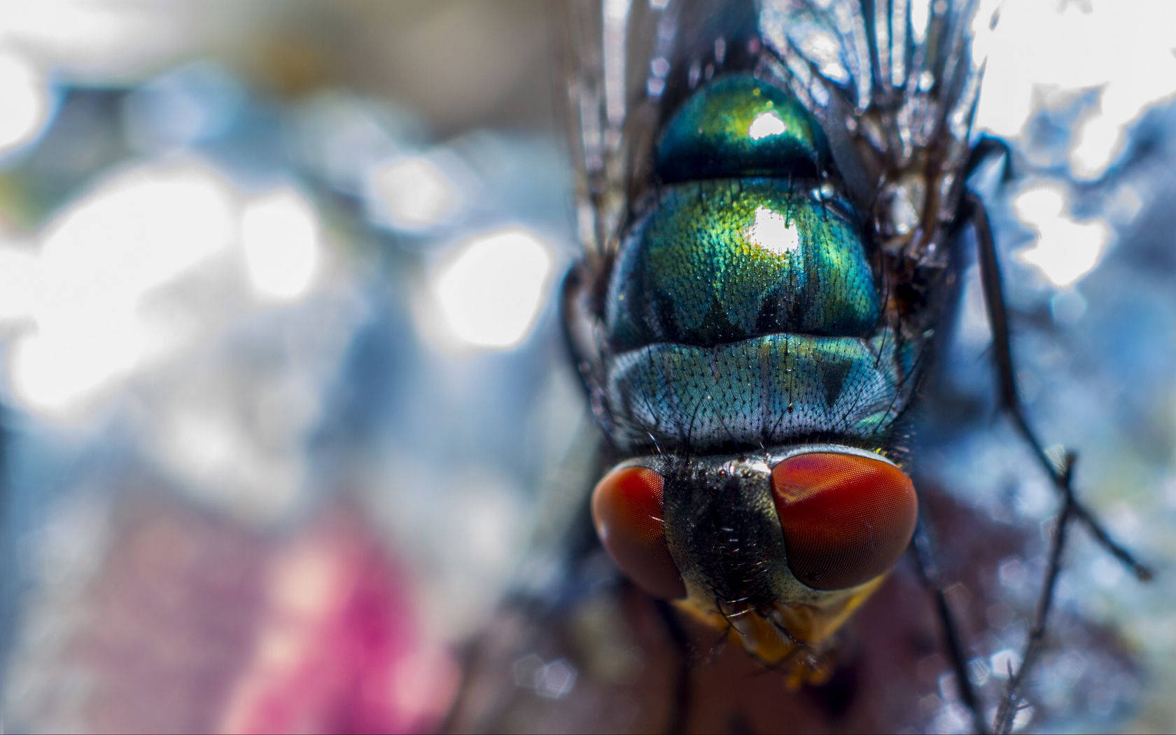 Green Blow Fly Background