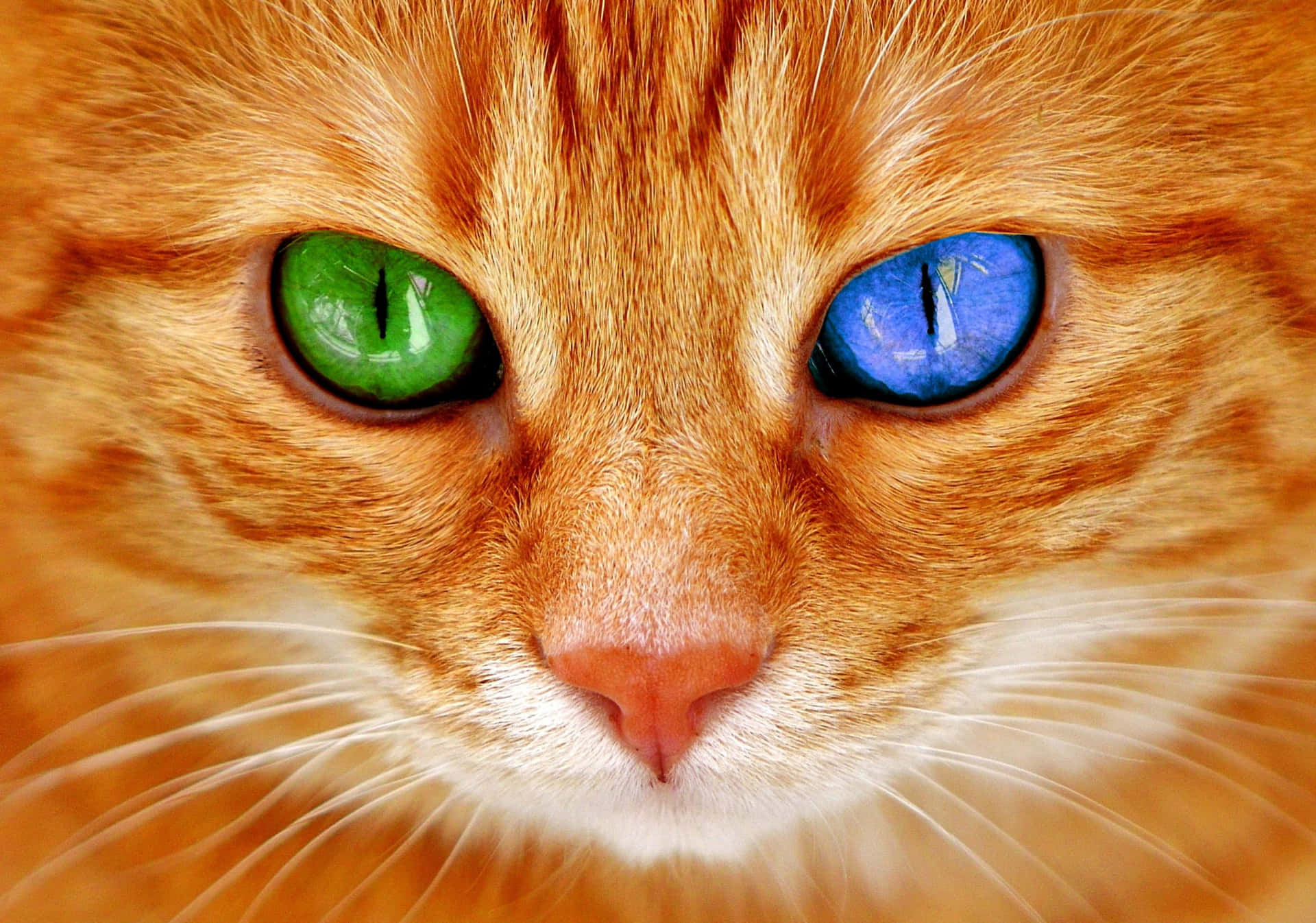 Green & Blue Cat Eyes Orange Tabby