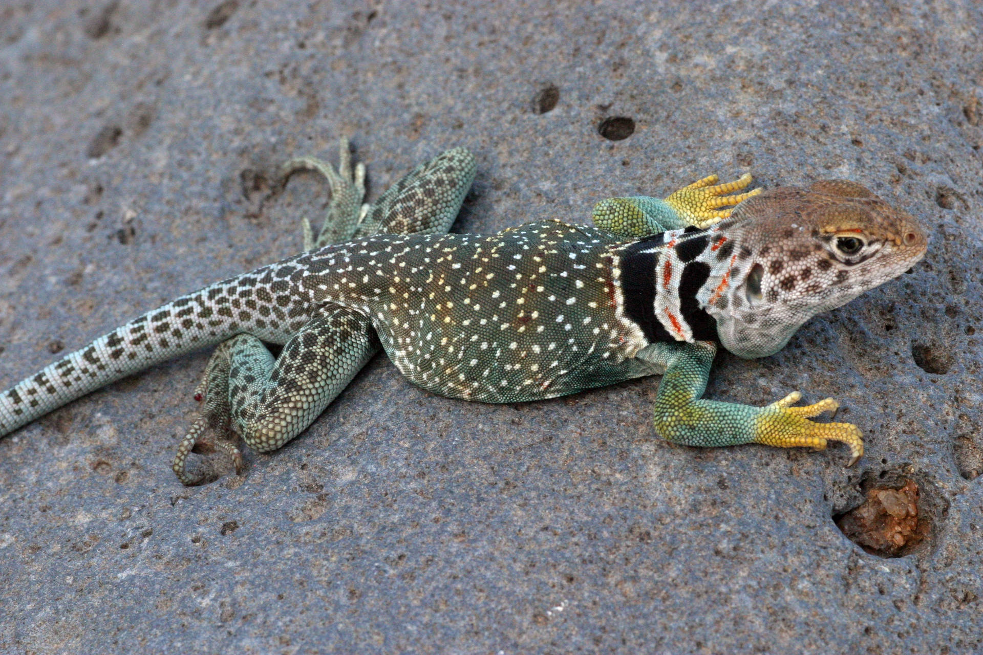 Green Brown Collared Lizard