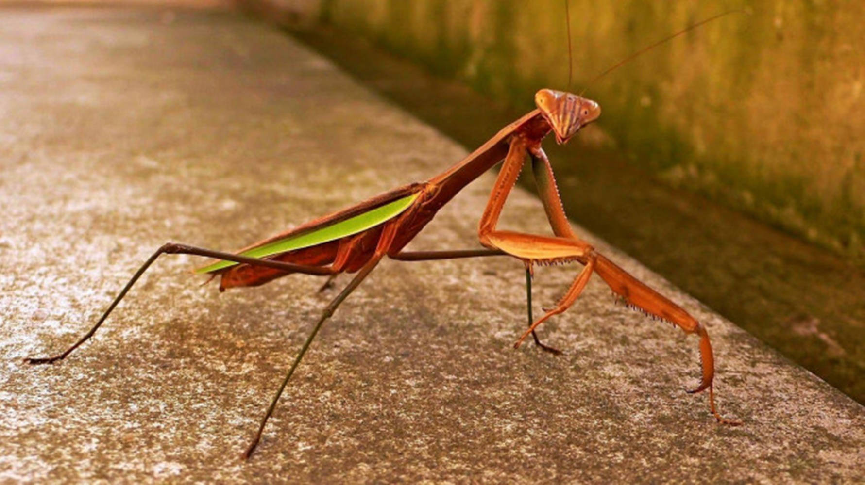 Green Brown Praying Mantis Background