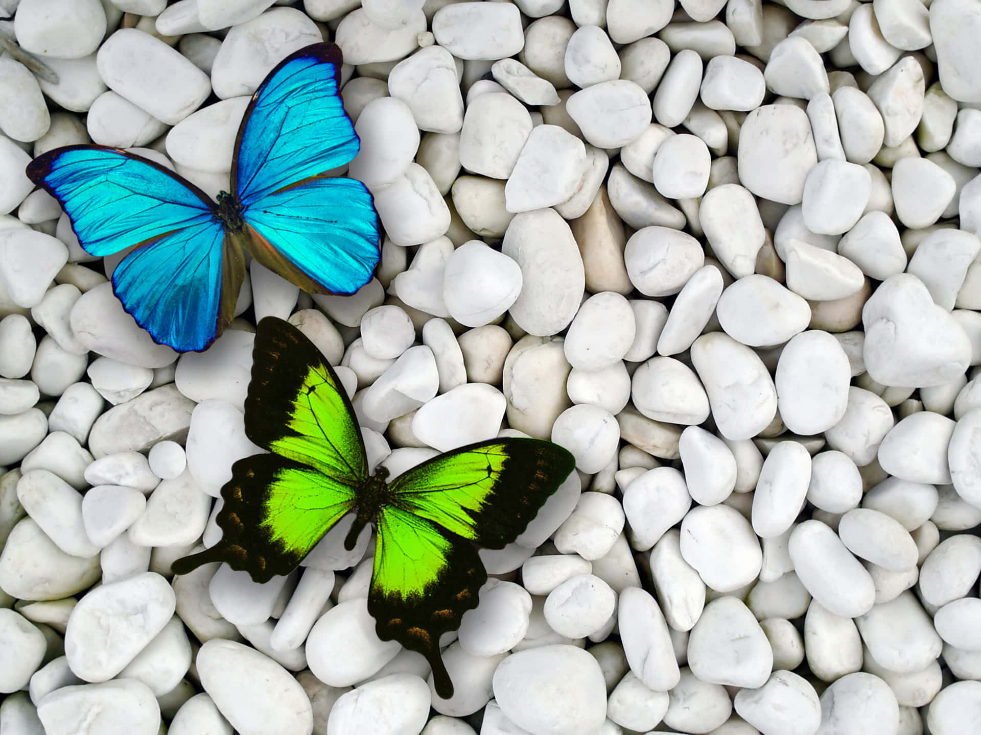 Green Butterfly Blue Butterfly White Pebbles Background