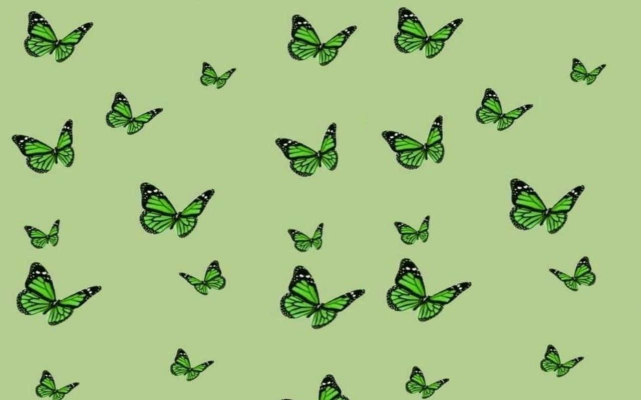 Green Butterfly Desktop Background Background