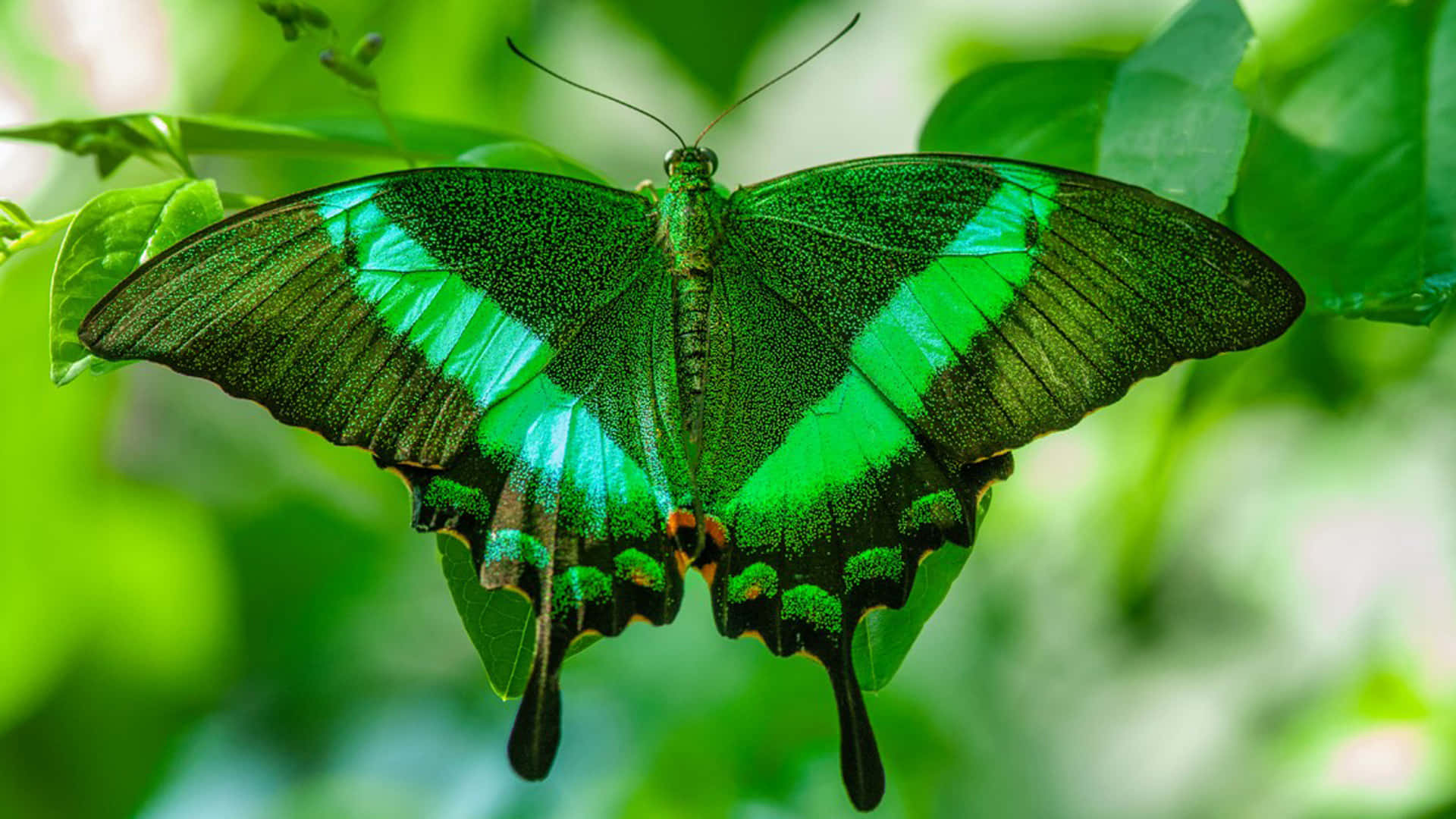 Green Butterfly Green Wings Background