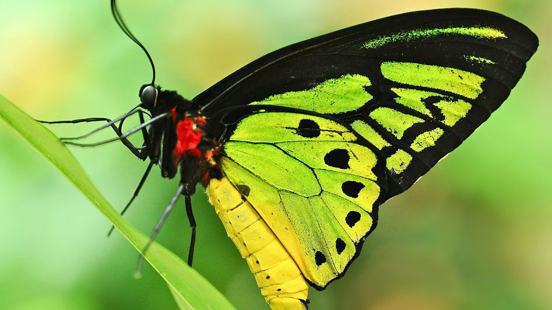 Green Butterfly Resting Nature Background