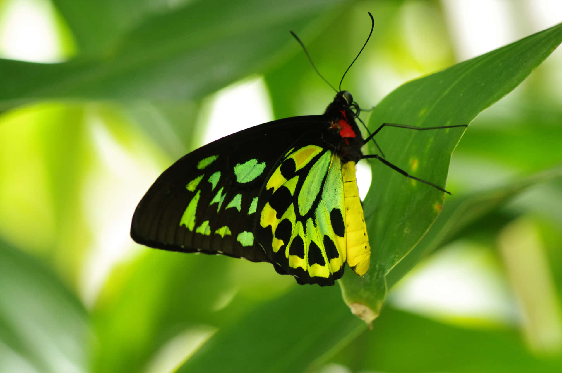 Green Butterfly Resting On Leaf Background