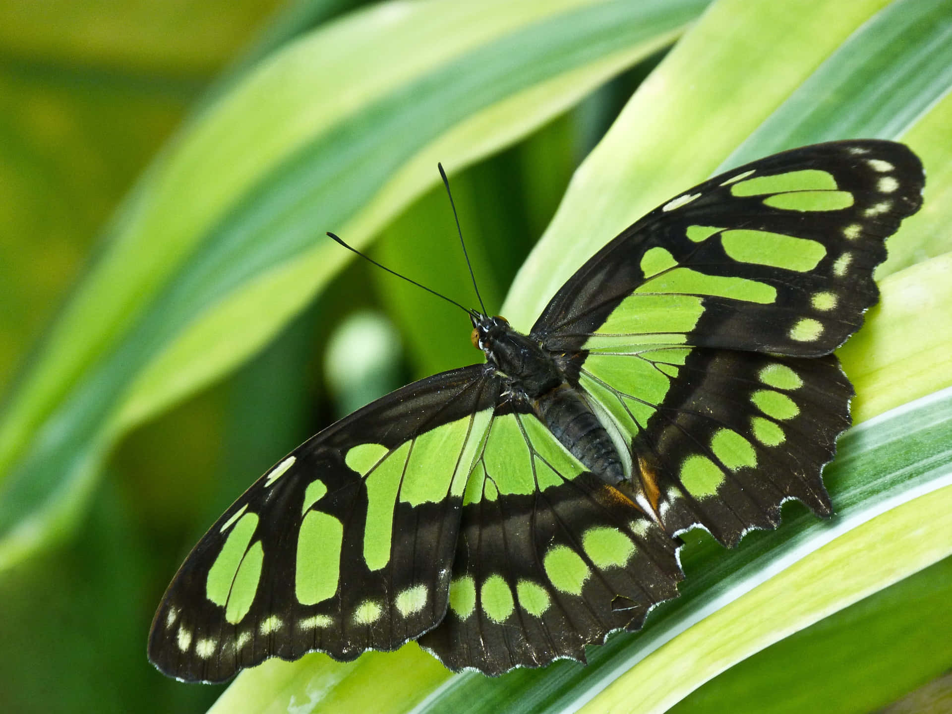 Green Butterfly Wings Spread Out Background