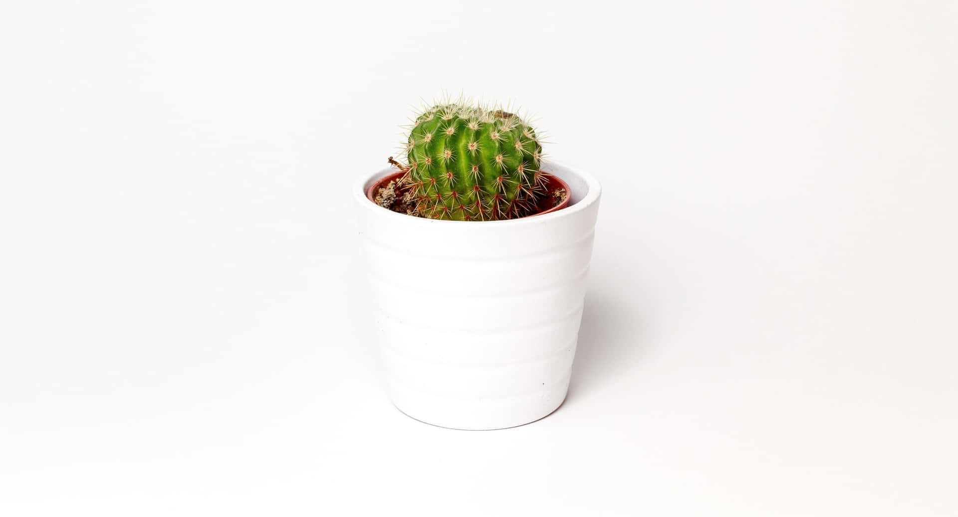 Green Cactusin White Pot Background