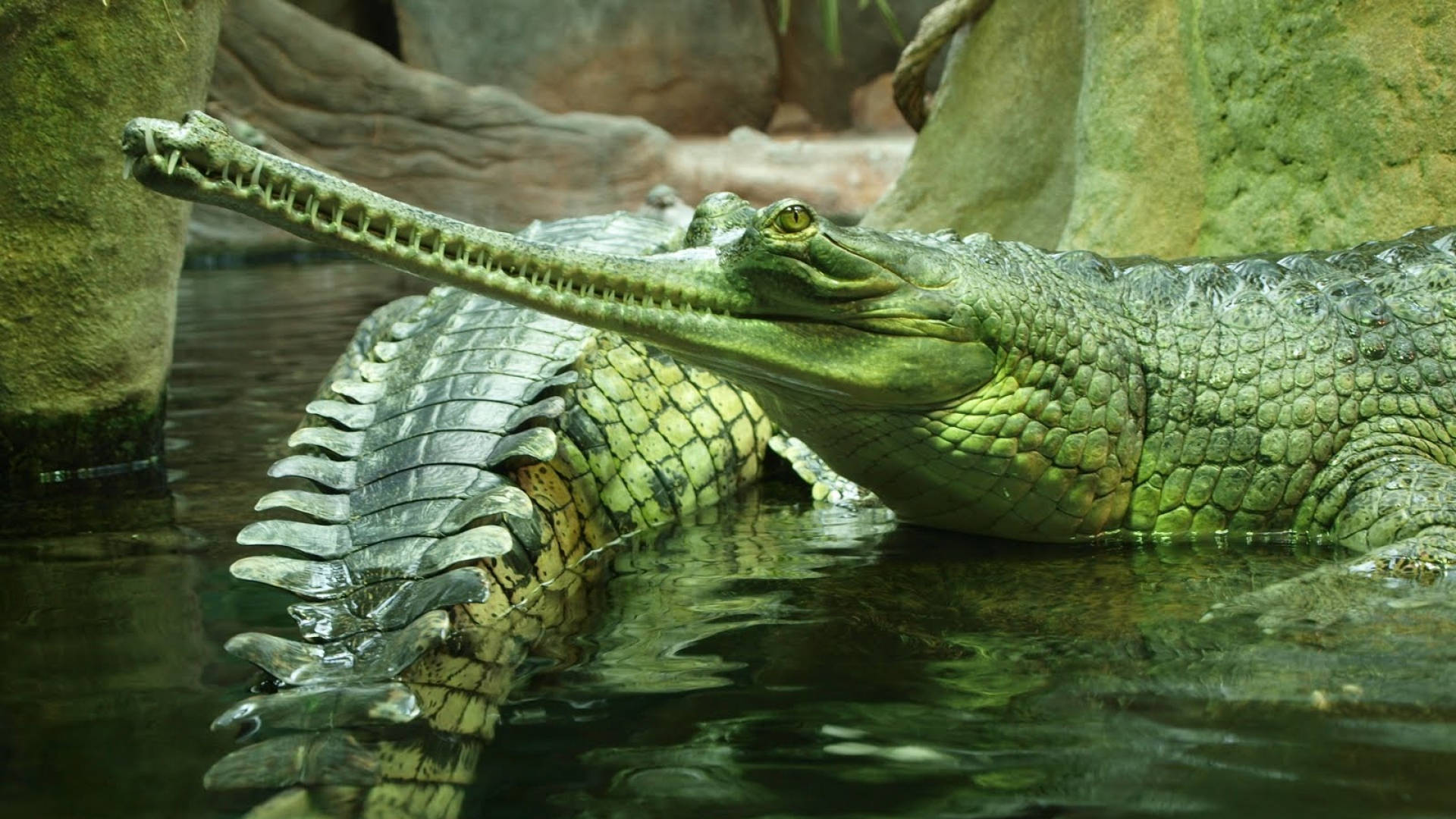 Green Caimans In Cave