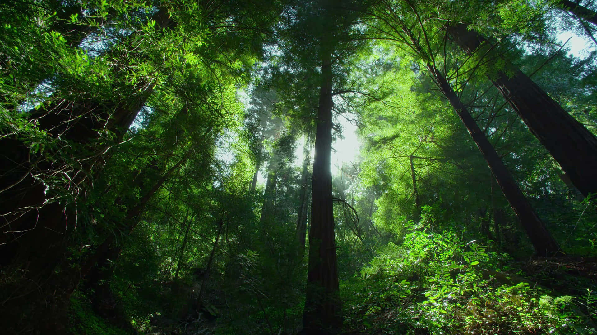 Green Canopy Of Jungle Desktop Background