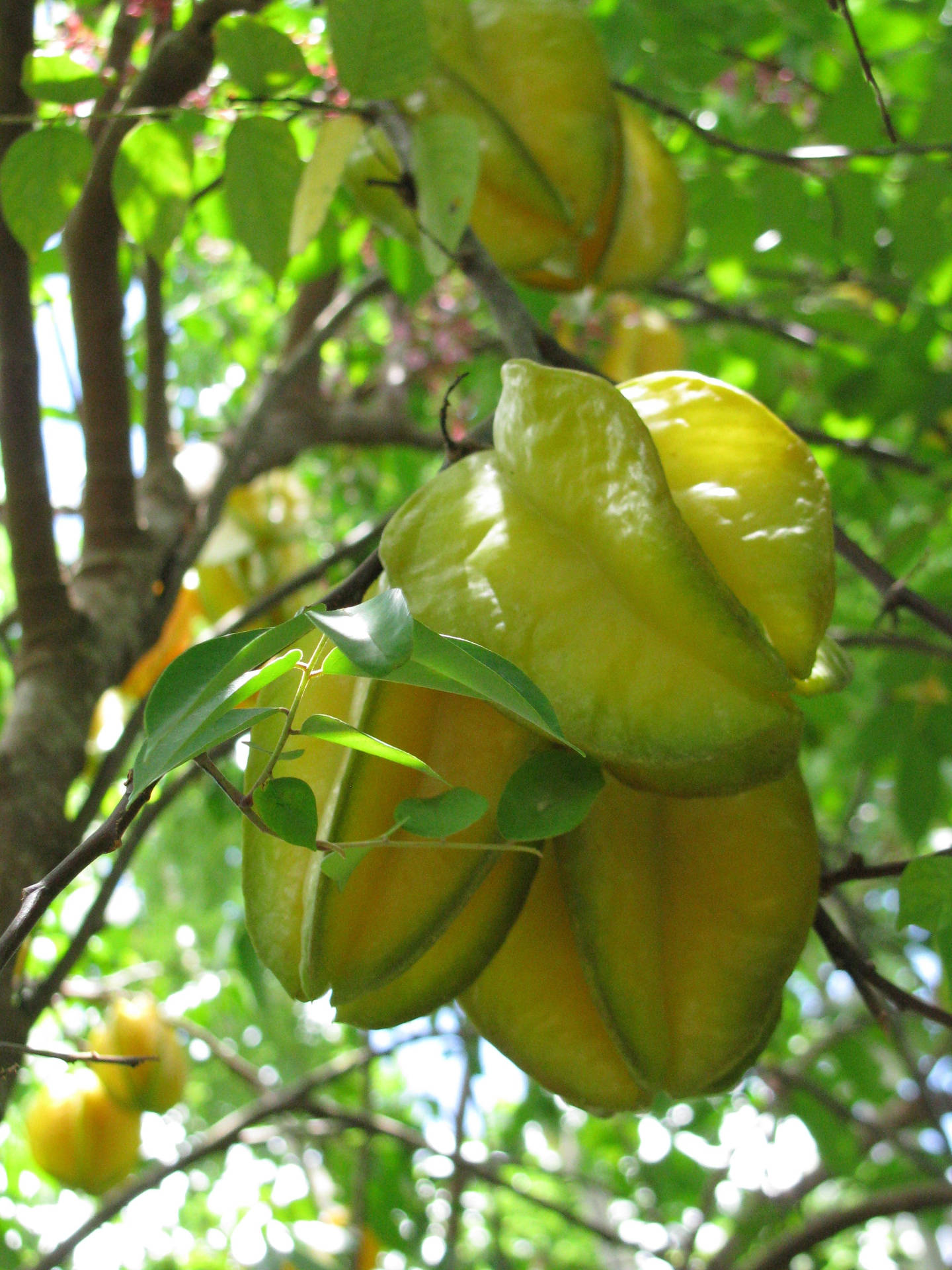 Green Carambola Dangling Freely Background