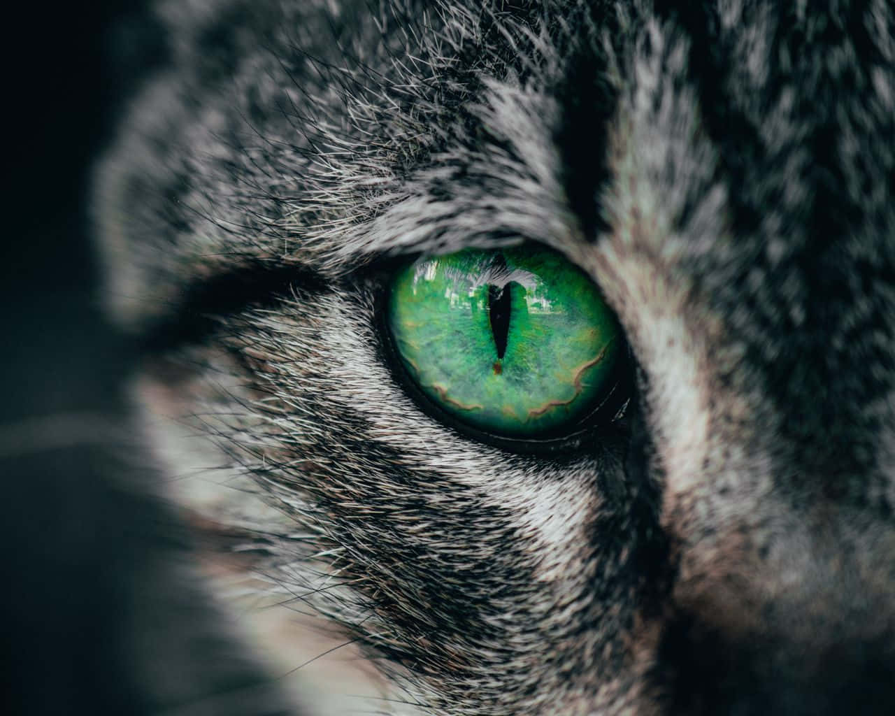 Green Cat Eye Closeup