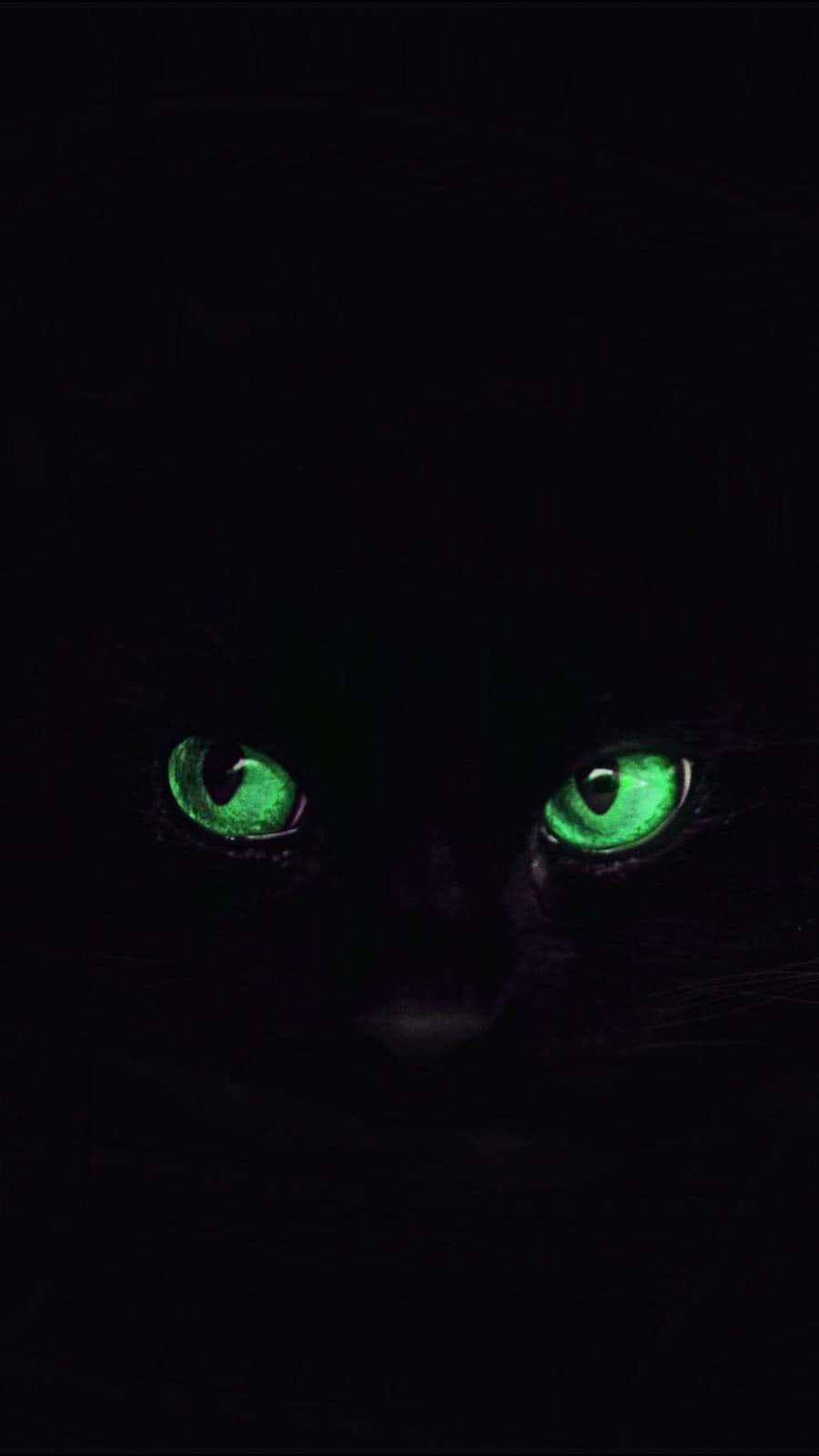 Green Cat Eyes Black Cat