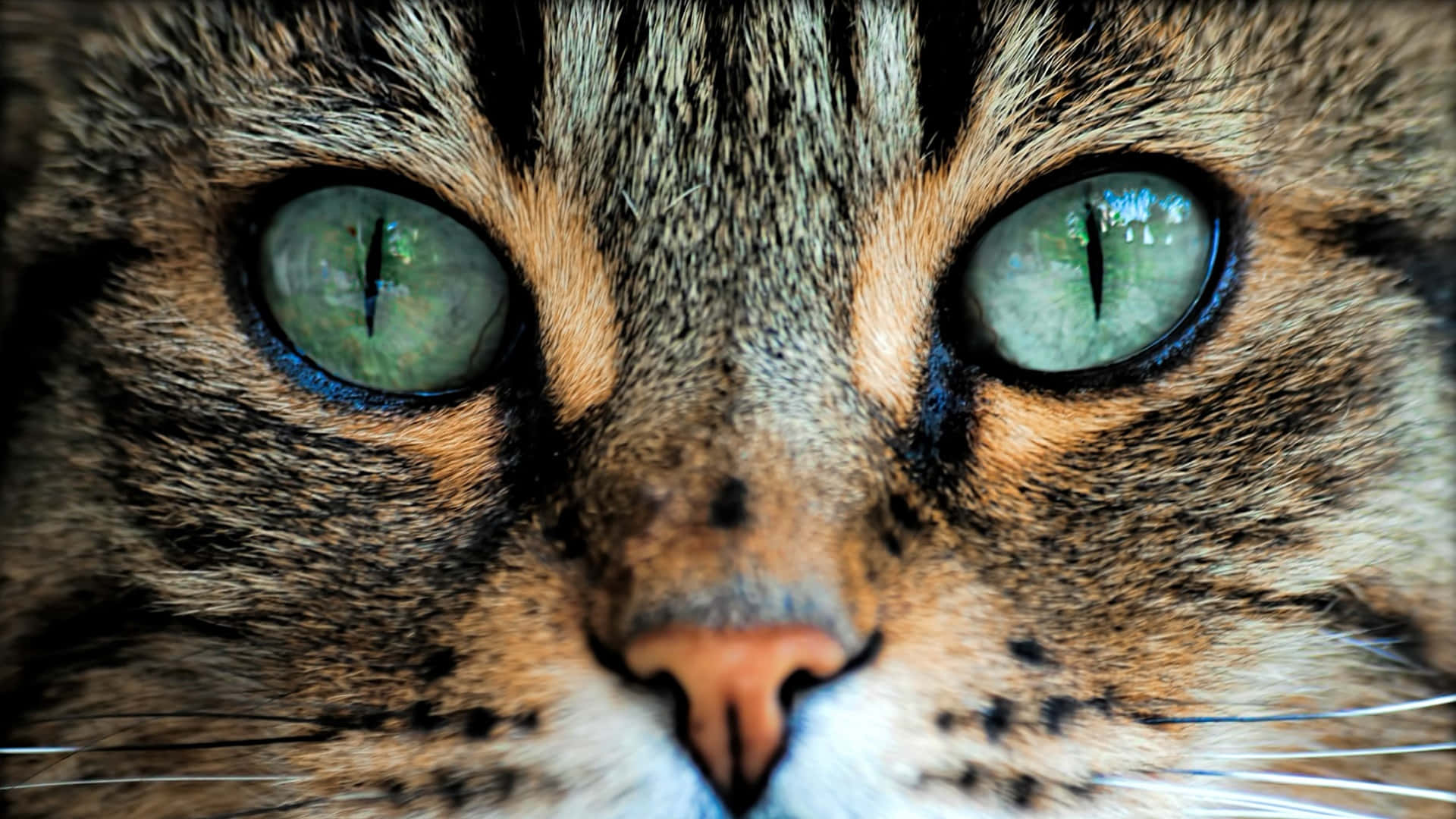 Green Cat Eyes Egyptian Mau
