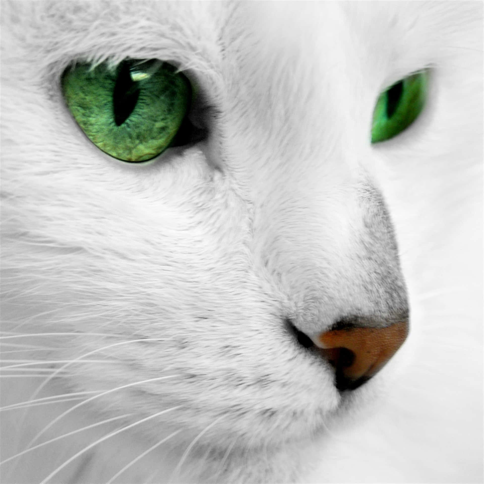 Green Cat Eyes White Cat