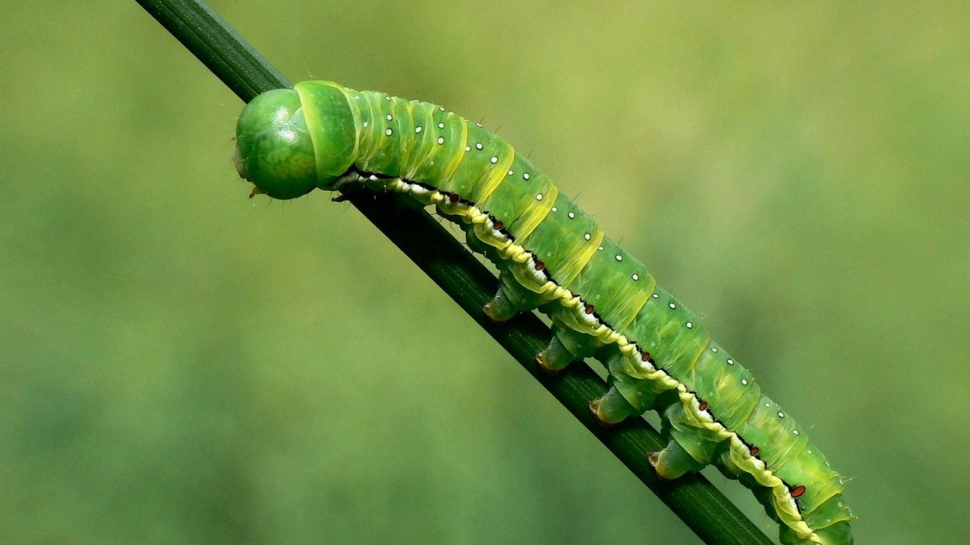 Green Caterpillar Insect Background