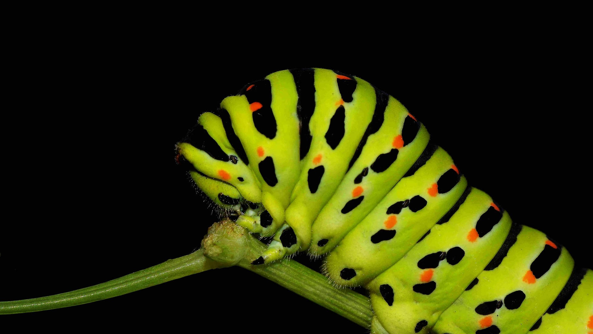 Green Caterpillar Insect Background