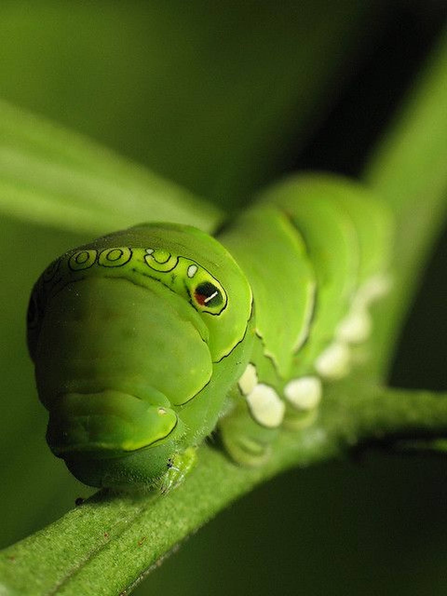 Green Caterpillar Insect Face Background