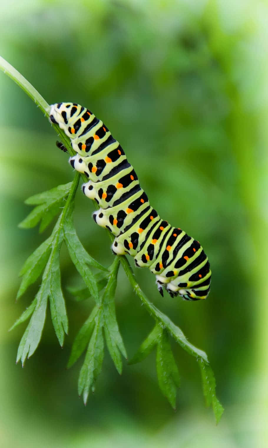 Green Caterpillar Insects Background