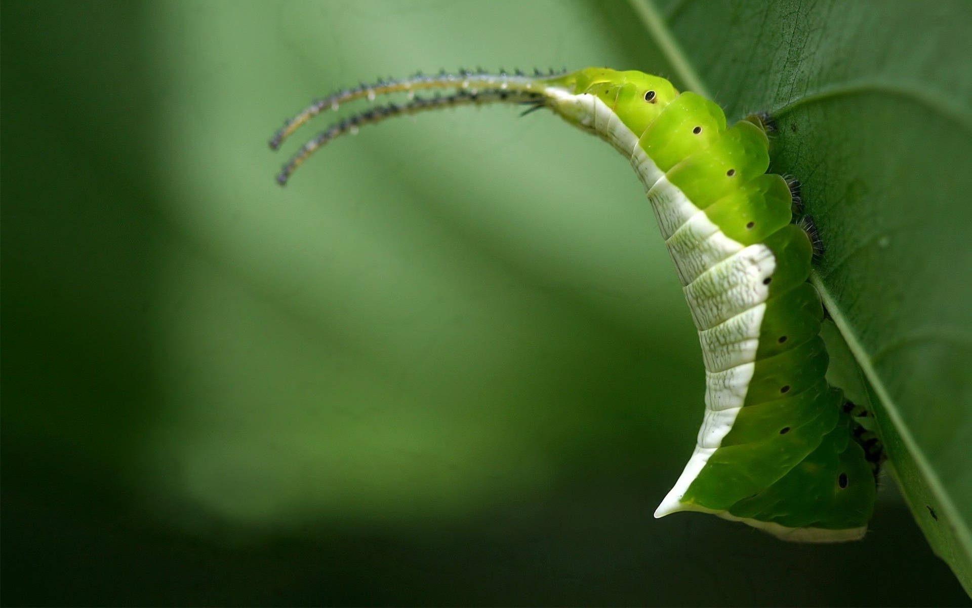 Green Caterpillar Metamorphosis Background