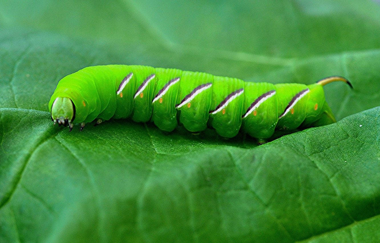 Green Caterpillar On Green Leaf Background