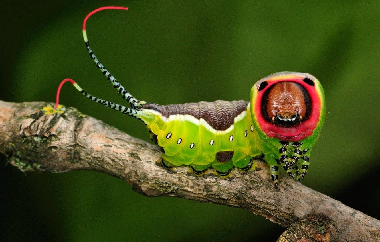 Green Caterpillar With Black Leg Pattern Background