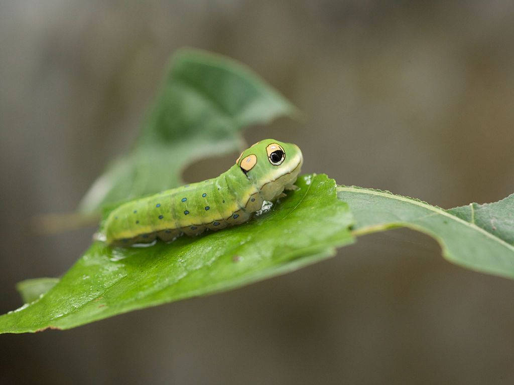 Green Caterpillar With Dots Background