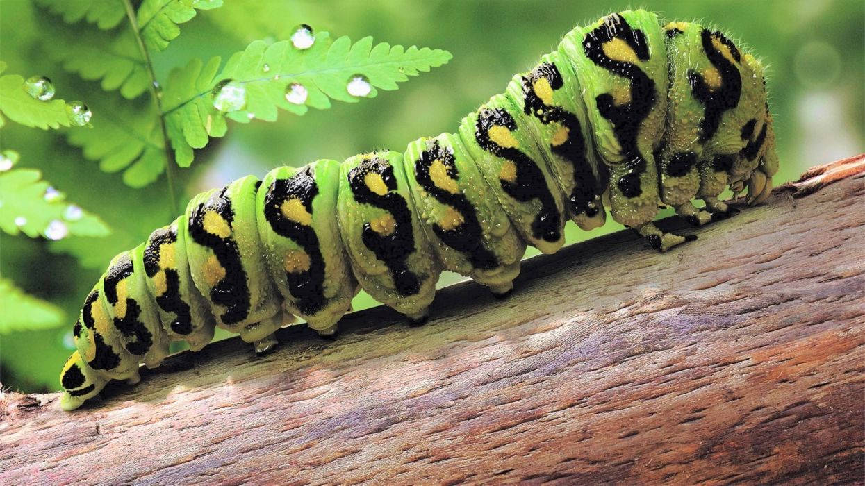Green Caterpillar With S Pattern Background