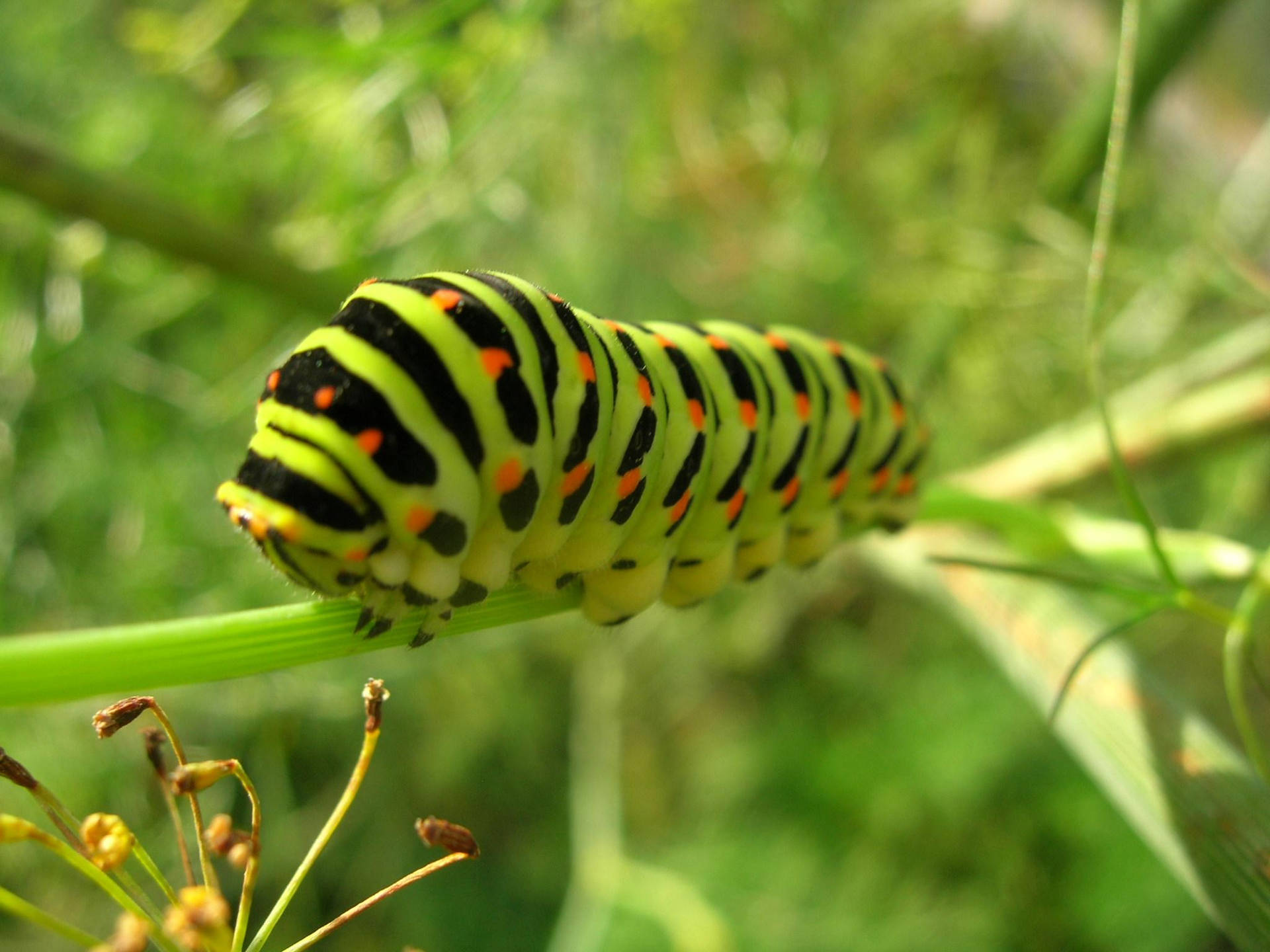 Green Caterpillar With Short Legs Background