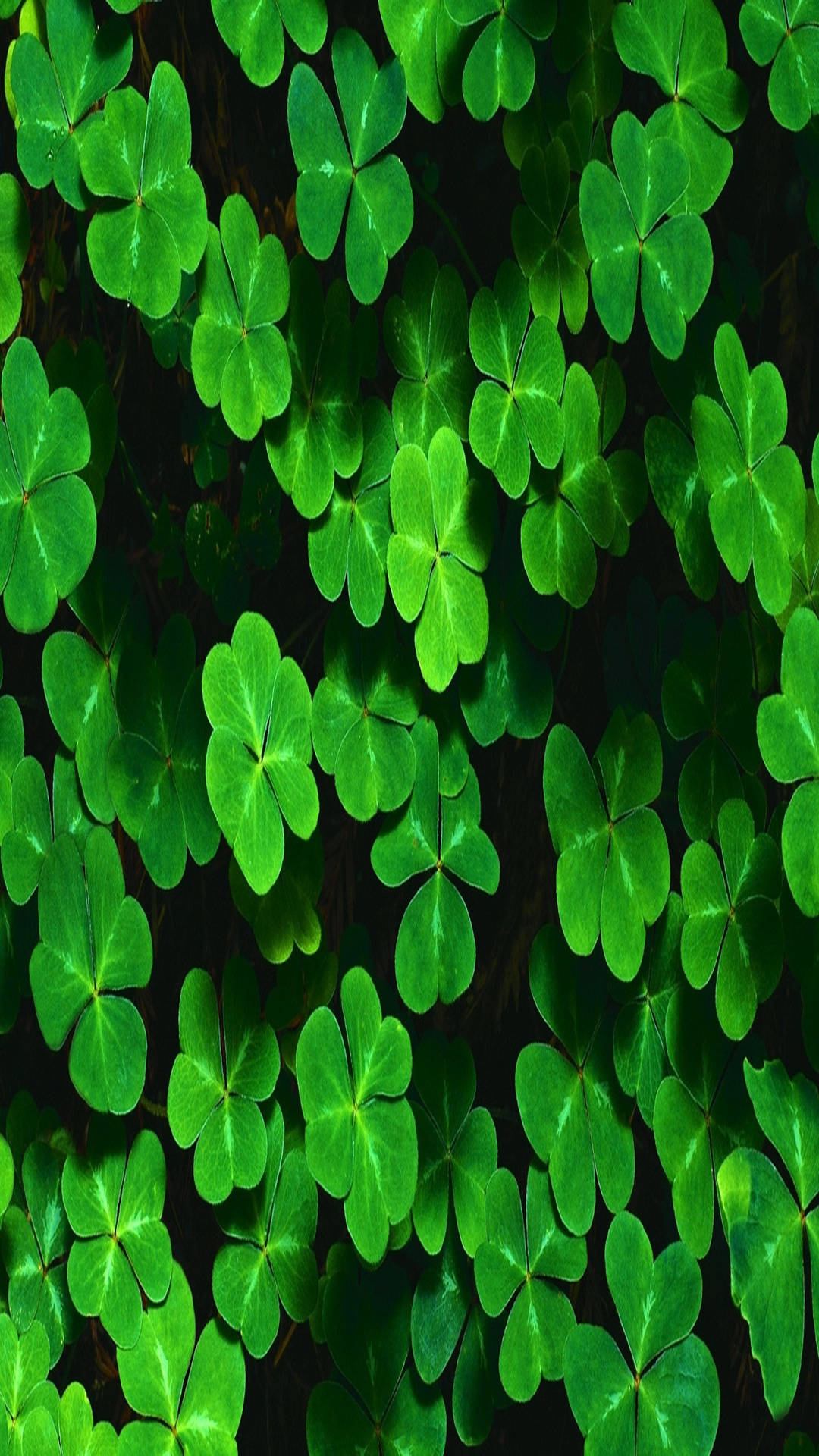 Green Clover Plants Full Hd Phone Background