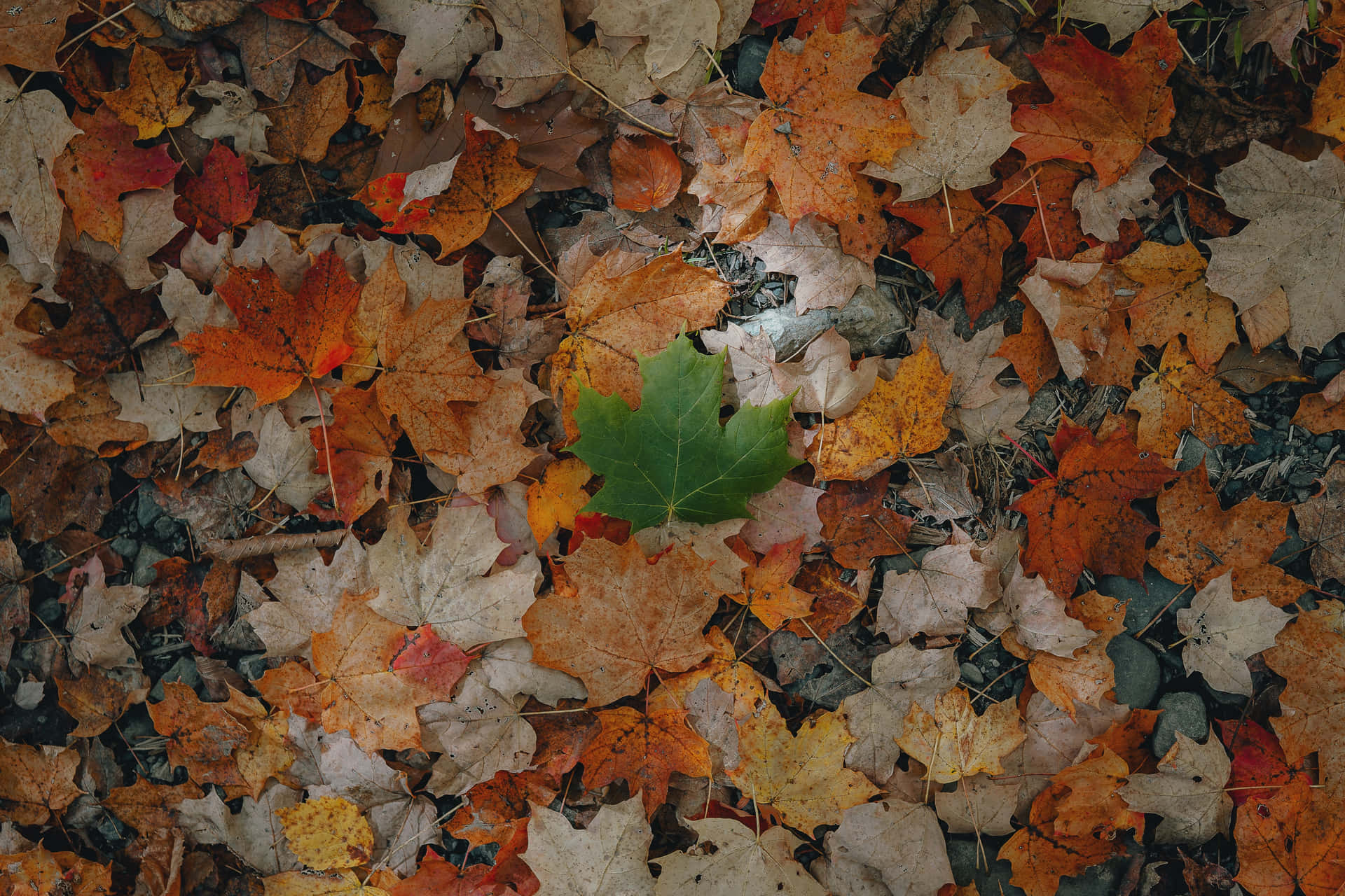 Green Conspicuous Leaf On A Ground With Autumn Leaves Background