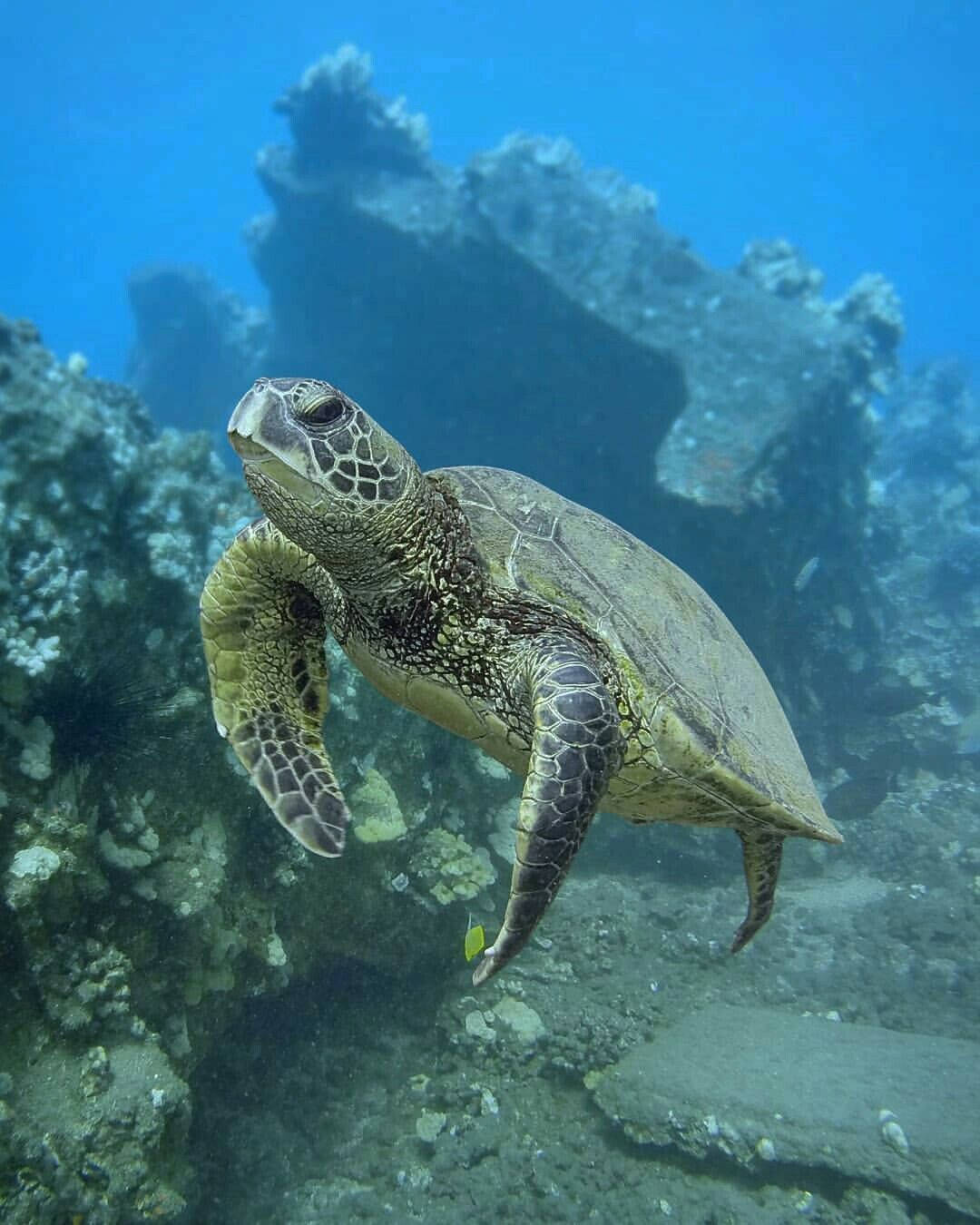 Green Cute Turtle In Deep Ocean Background