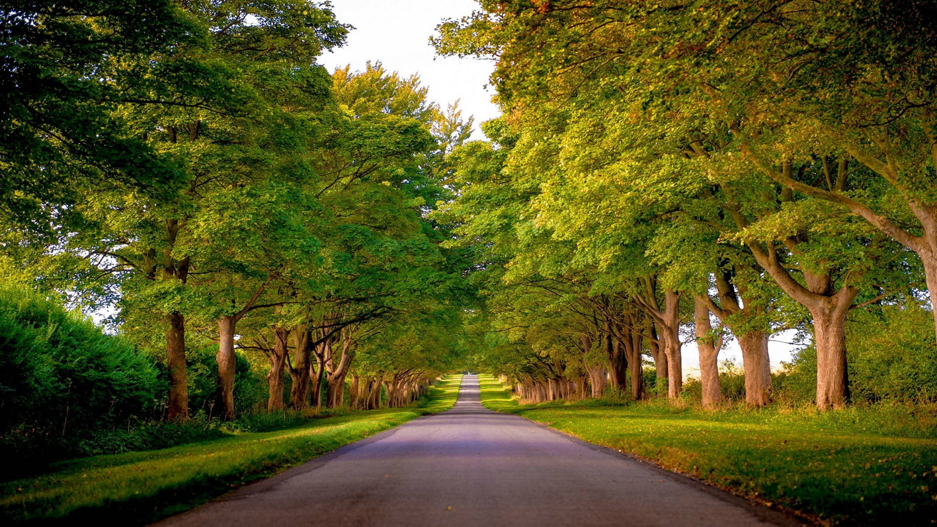 Green Driveway Trees In Kings Avenue, Norfolk England