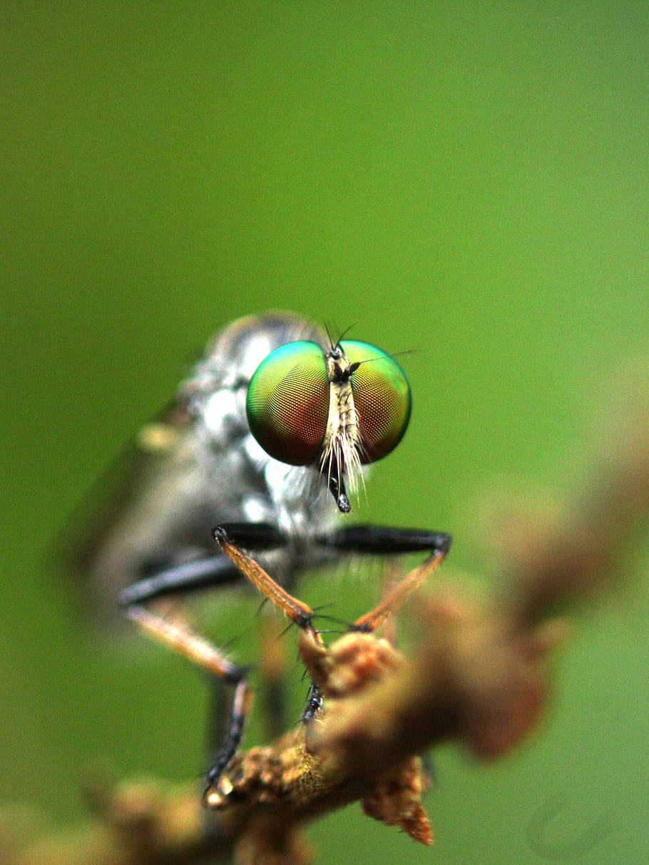 Green Eye Compound Fly Background