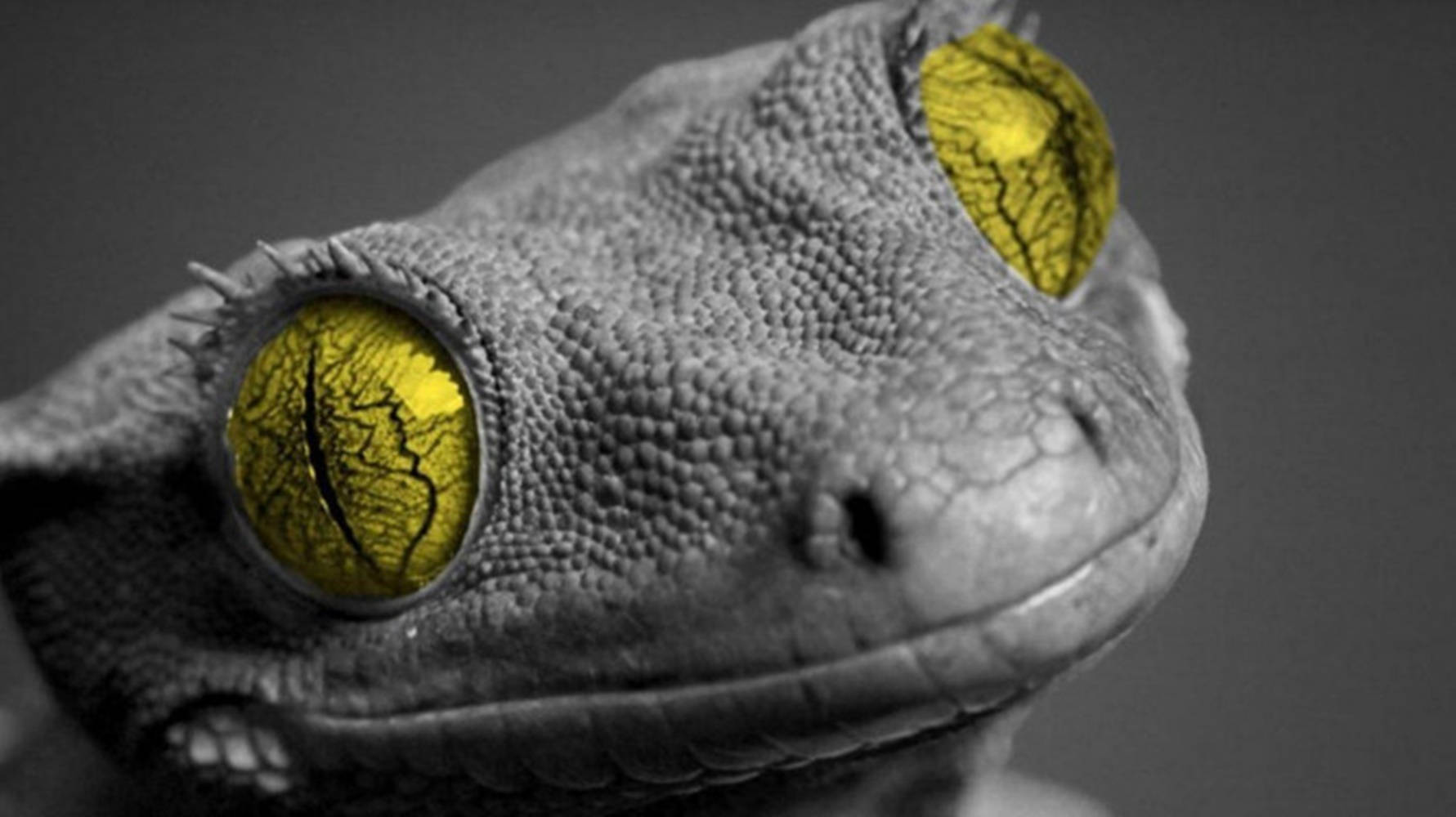 Green-eyed Gecko Grayscale Background